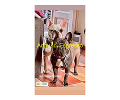 In regalo Bouledogue Francesi