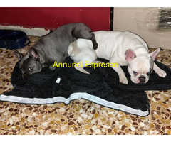 In regalo Bouledogue Francesi