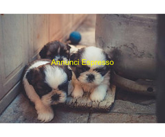 Shih Tzu cuccioli