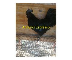 Uova feconde di ayam cemani