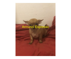 Chihuahua