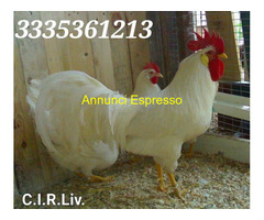 Galline livornesi in purezza