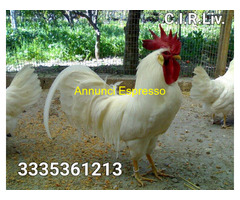 Galline livornesi in purezza