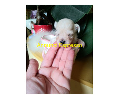Maltipoo cuccioli