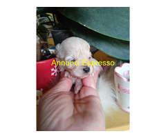Maltipoo cuccioli