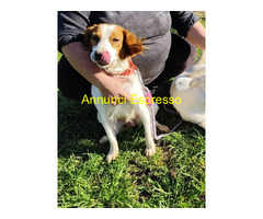 In regalo JIMMY simil Breton il cane per