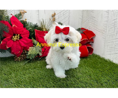 In regalo Bellissimi Cuccioli di Maltese