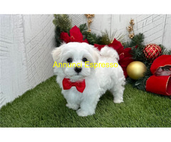 In regalo Bellissimi Cuccioli di Maltese