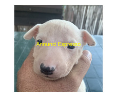 Cuccioli Bull terrier