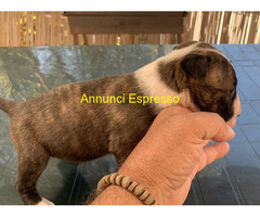 Cuccioli Bull terrier