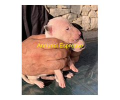 Cuccioli Bull terrier