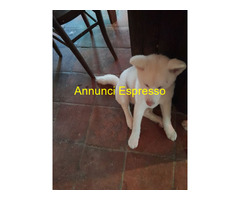 Akita inu
