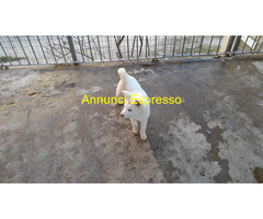 Akita inu