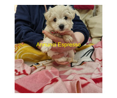 Maltipoo