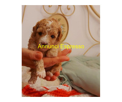 Maltipoo