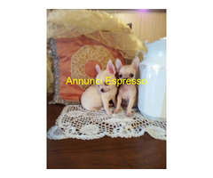 Chihuahua cuccioli cane