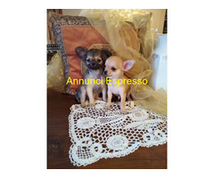 Chihuahua cuccioli cane