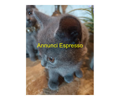 Certosini gatto cuccioli