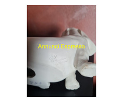 Cesare Villari Basset Hound cucciolo vintage in po