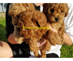 In regalo cuccioli di barboncino