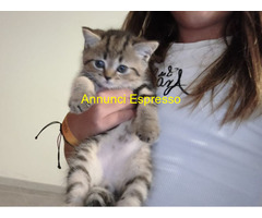 Cuccioli di British