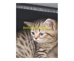 Cuccioli di British