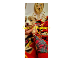 Maltipoo