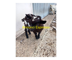 Capretto tibetano maschio
