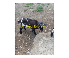 Capretto tibetano maschio