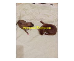 Chihuahua toy
