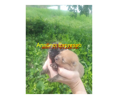 SPITZ VOLPINO POMERANIA NANO