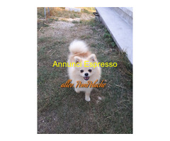 SPITZ VOLPINO POMERANIA NANO