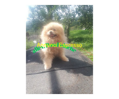 SPITZ VOLPINO POMERANIA NANO