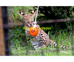Gattino serval disponibile