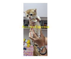 Cuccioli gatti razza scottish