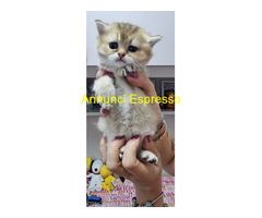 Cuccioli gatti razza scottish