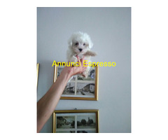 Maltese toy maschietti