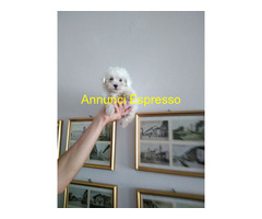 Maltese toy maschietti