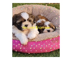 Shih Tzu cuccioli