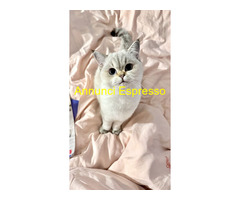 British gatto