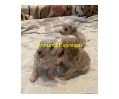 Maltipoo toy deliziosi