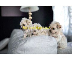 Maltipoo toy deliziosi