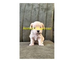 Maltipoo toy deliziosi