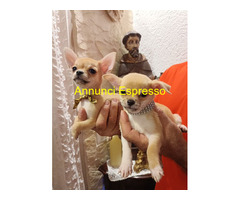 Cane chihuahua