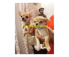 Cane chihuahua