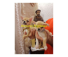 Cane chihuahua