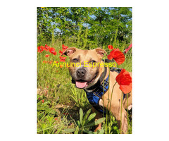 In regalo CANE PIT BULL