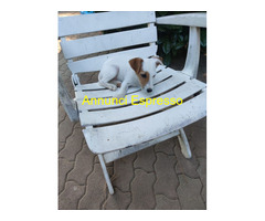 Jack Russell cuccioloni