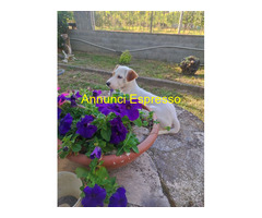 Jack Russell cuccioloni
