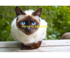 In regalo gatto siamese